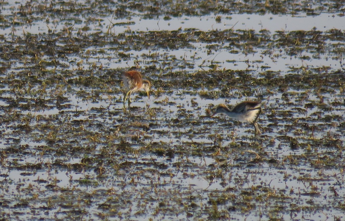 Northern Jacana - ML152533841