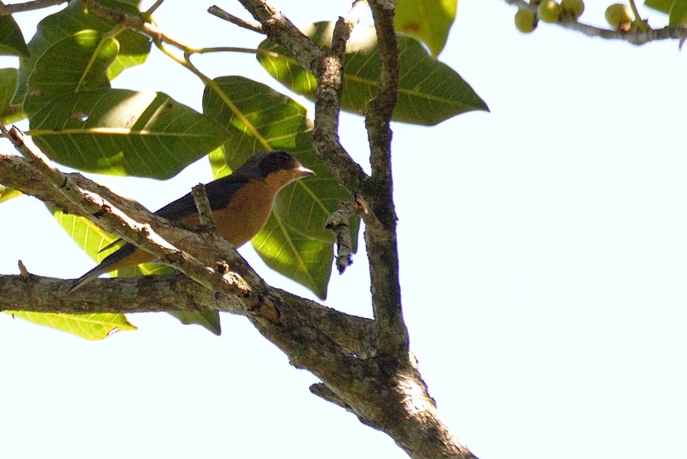 Fawn-breasted Tanager - ML152534221