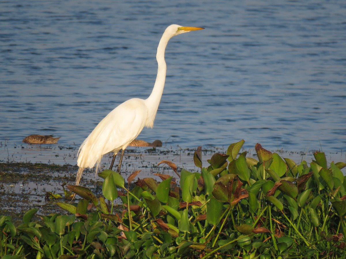 Grande Aigrette - ML152534481