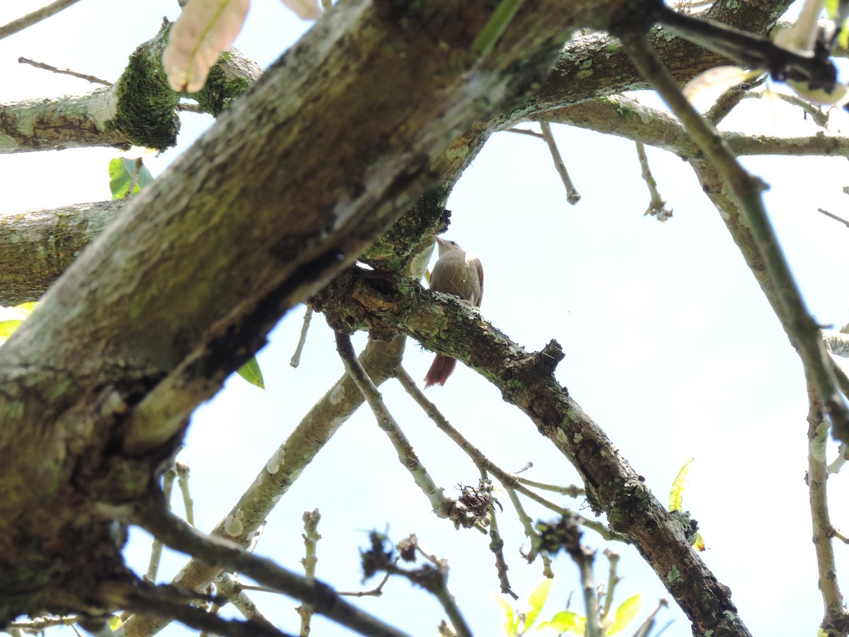 Gray-headed Spinetail - ML152535011