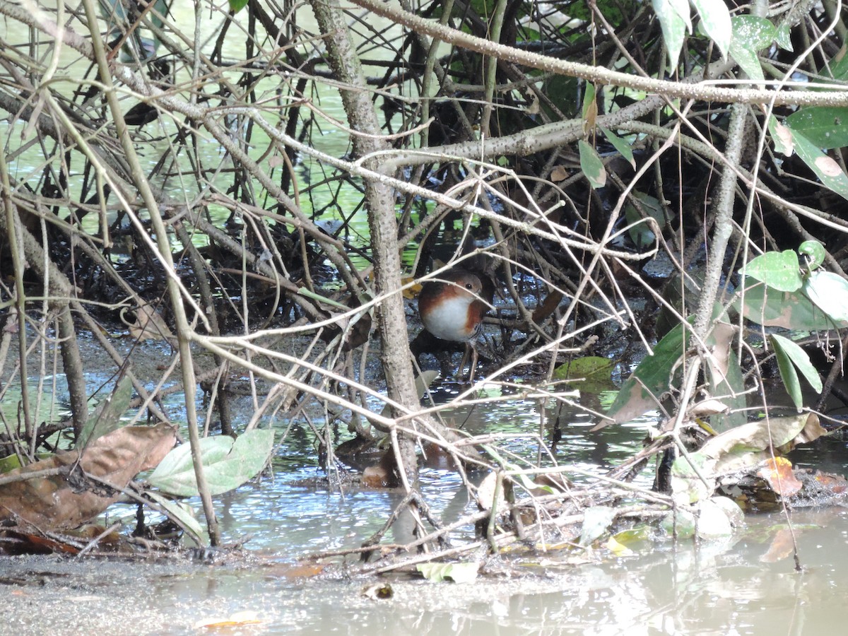 Rufous-sided Crake - ML152535121