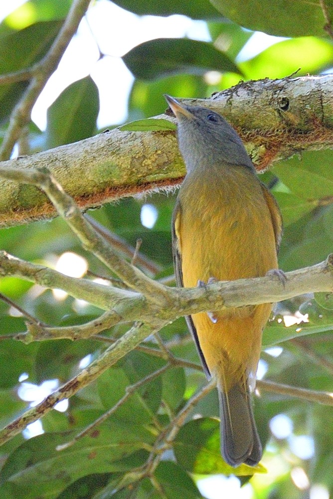 Gray-hooded Flycatcher - ML152535271