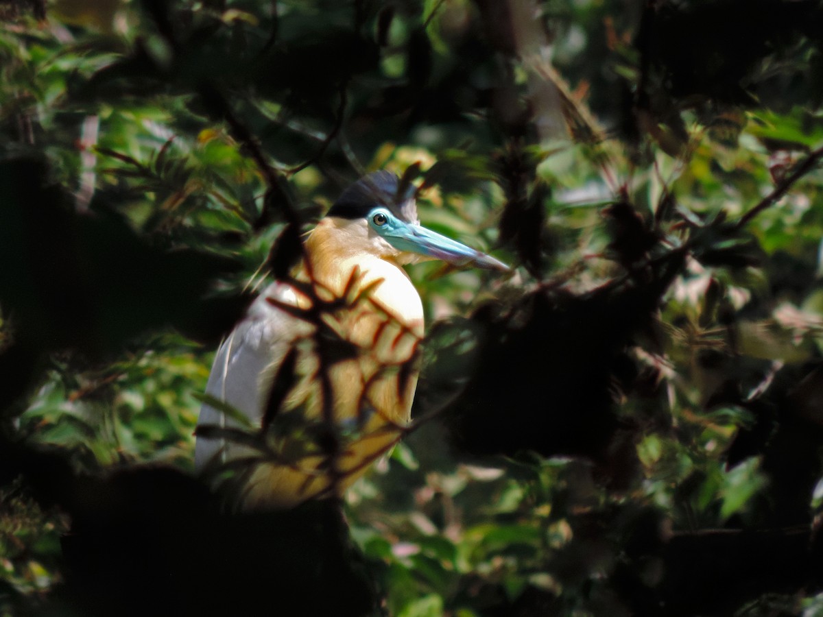 Capped Heron - ML152535641