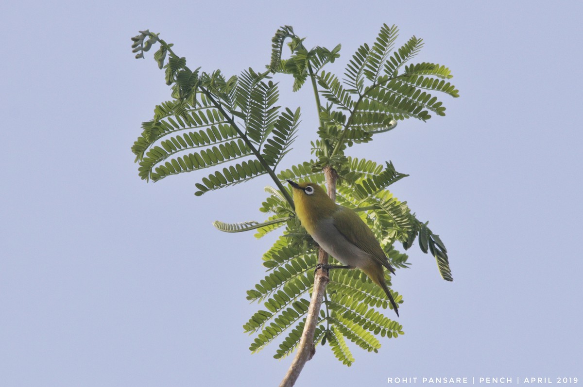 Indian White-eye - ML152536281