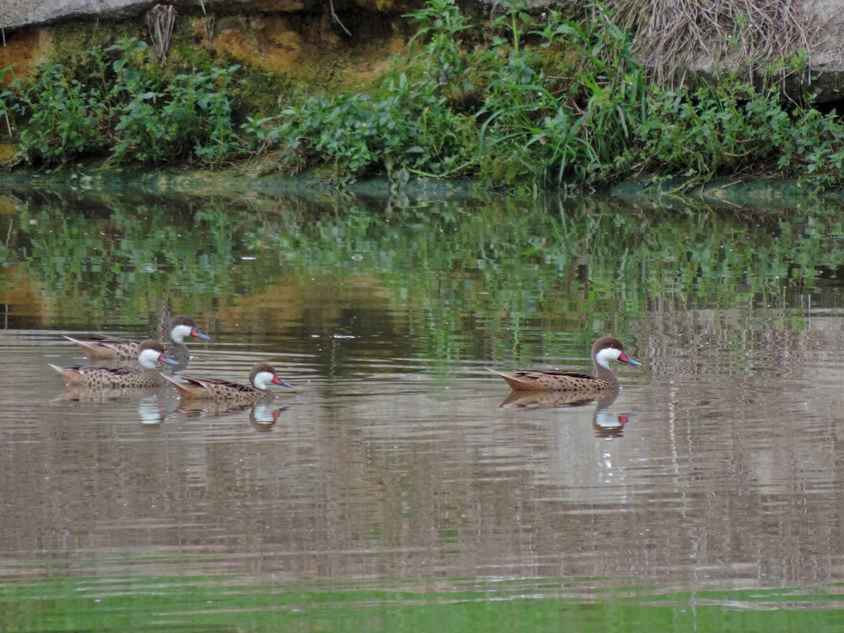 White-cheeked Pintail - ML152536411