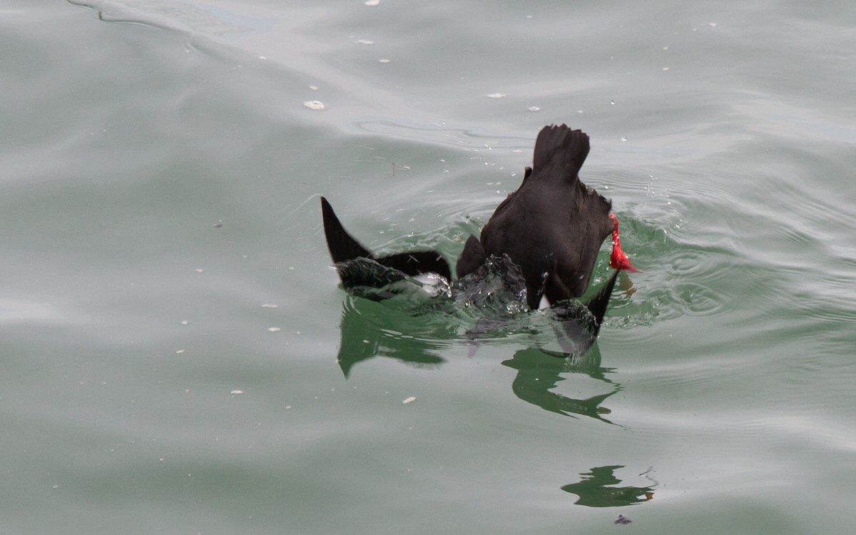 Pigeon Guillemot - ML152536961