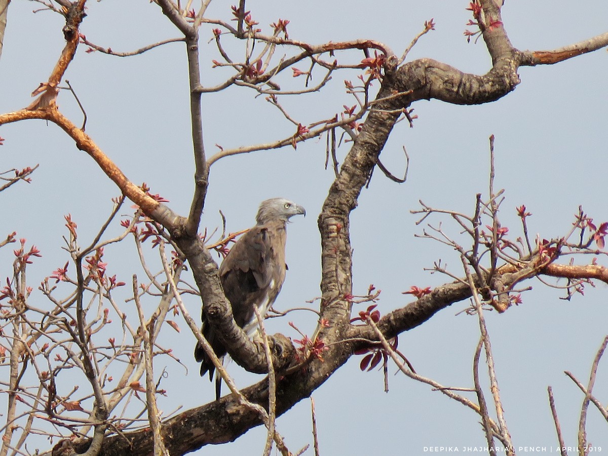 Gray-headed Fish-Eagle - ML152537221