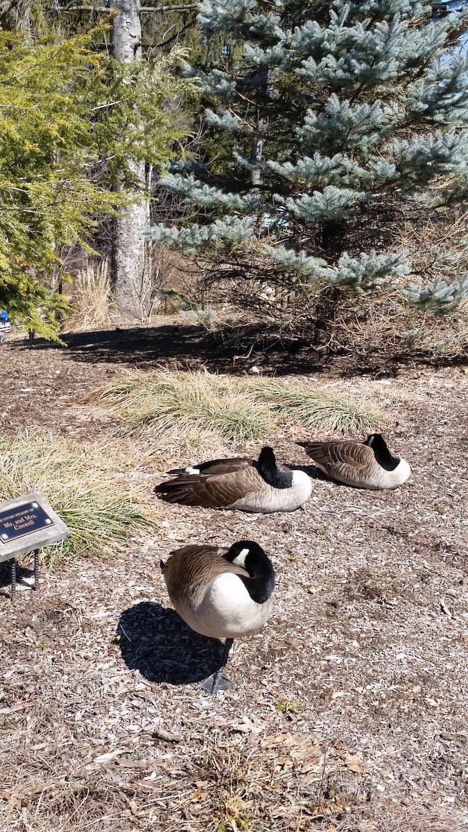 Canada Goose - ML152537301