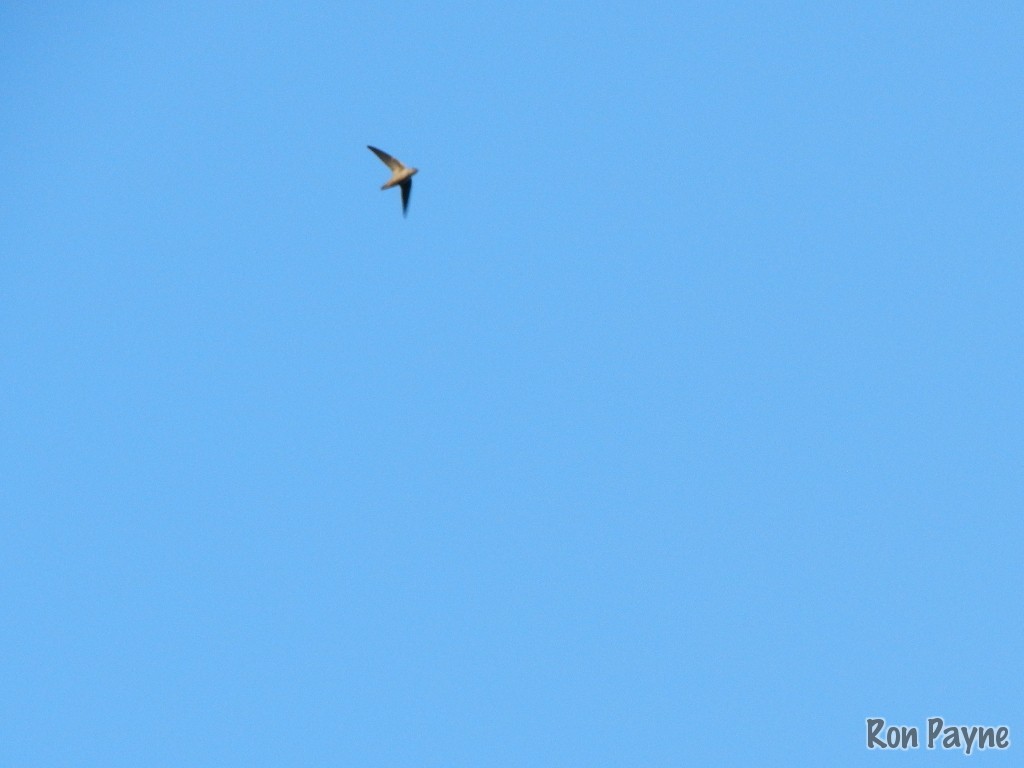 Chimney Swift - Ron Payne