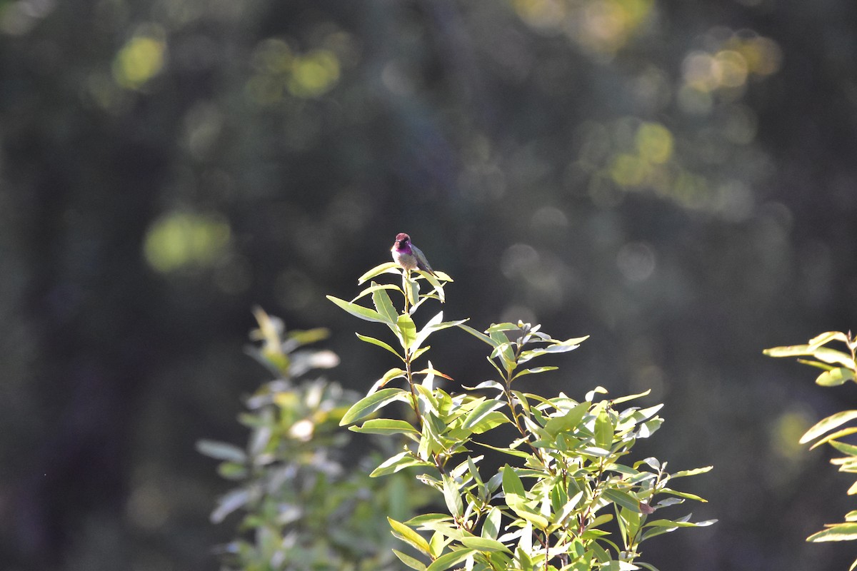 Anna's Hummingbird - ML152539251