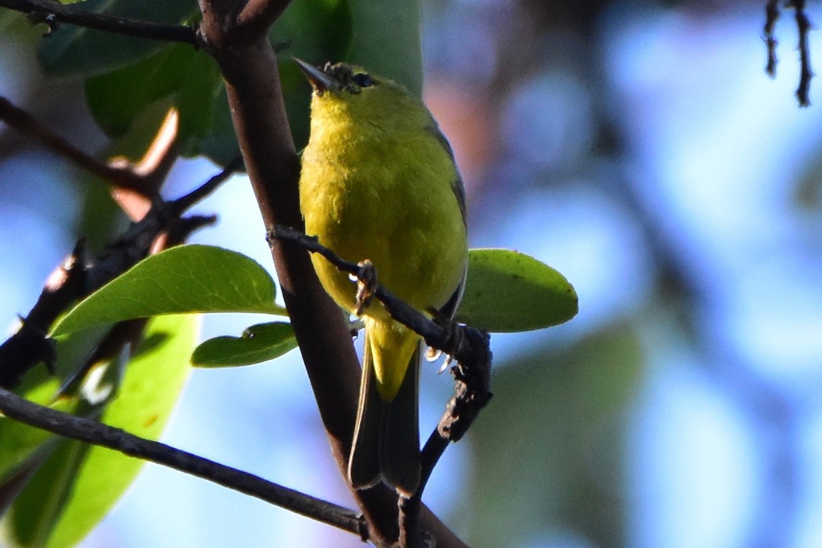 Orange-crowned Warbler - ML152539331