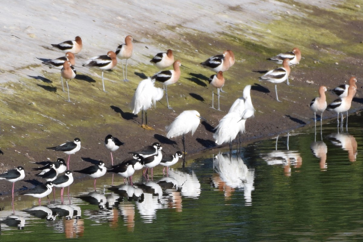 Snowy Egret - ML152539341