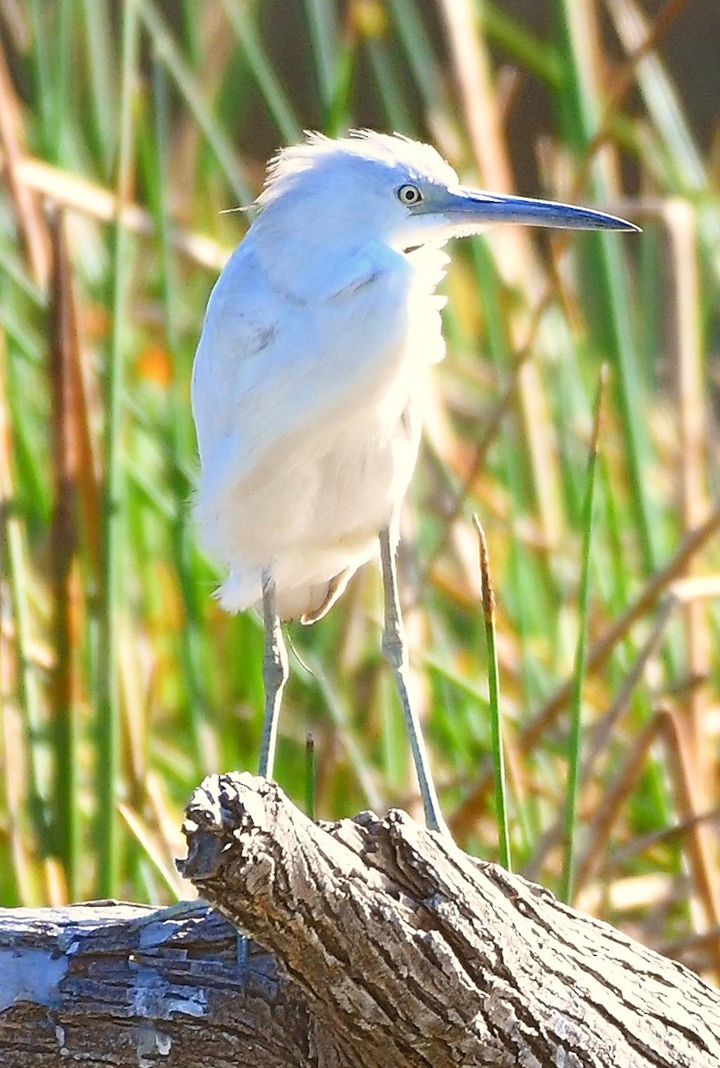 Little Blue Heron - Joseph Leahy