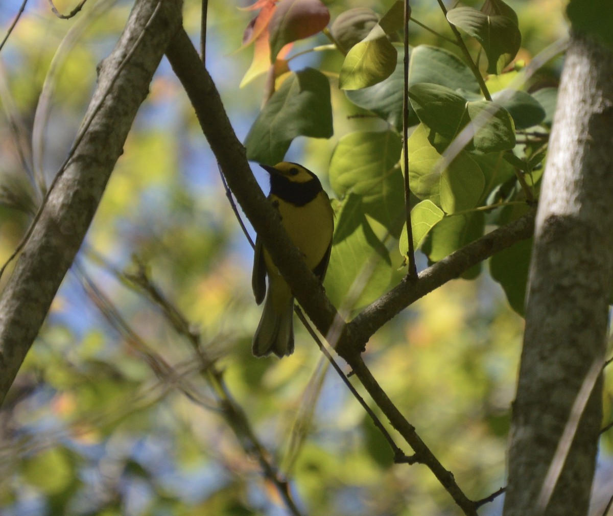 Hooded Warbler - ML152539721