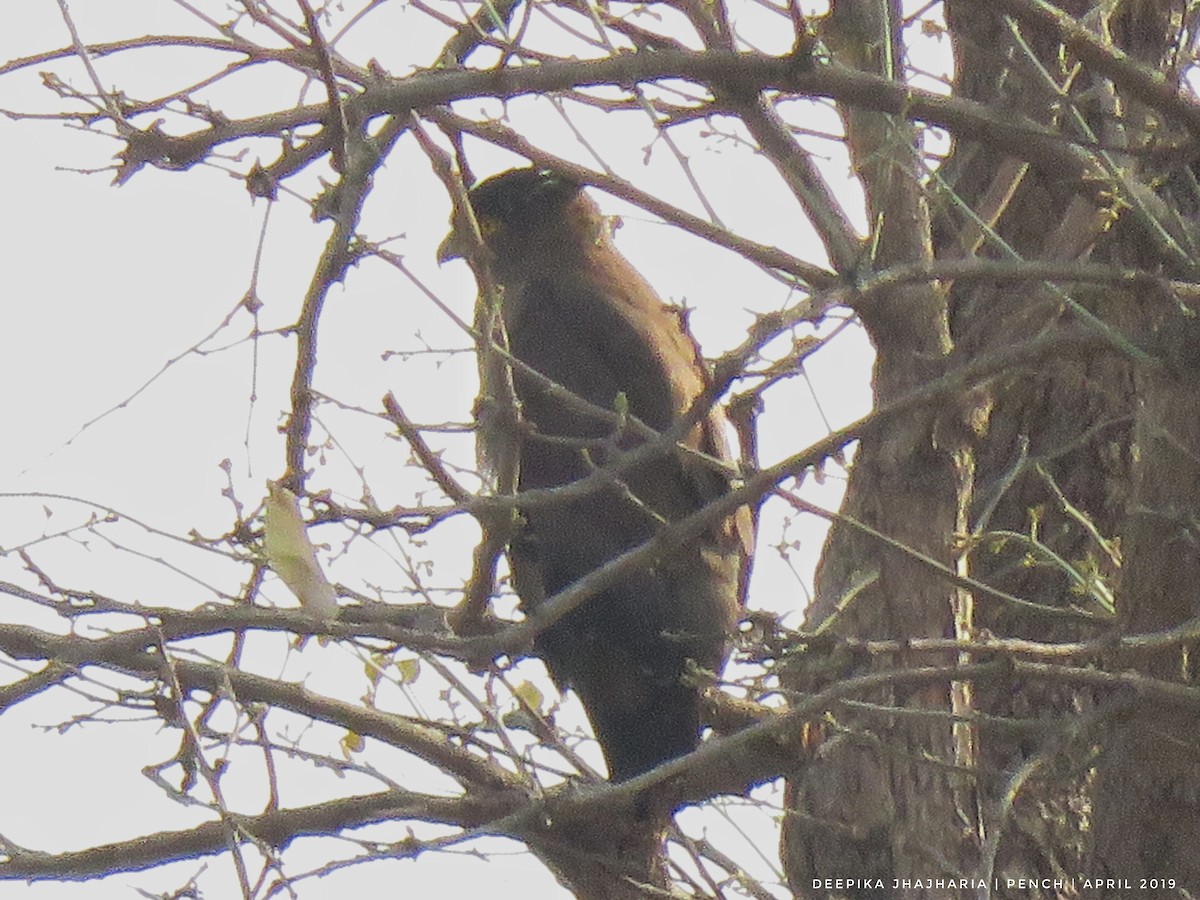 Crested Serpent-Eagle - Rohit Pansare