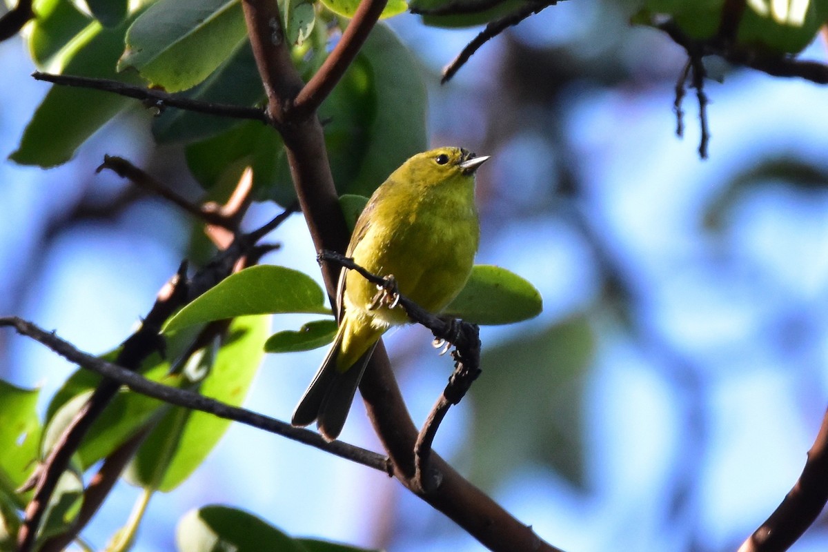 Orange-crowned Warbler - ML152539811