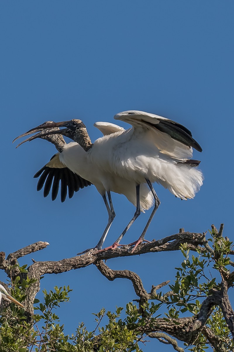 Wood Stork - ML152541281