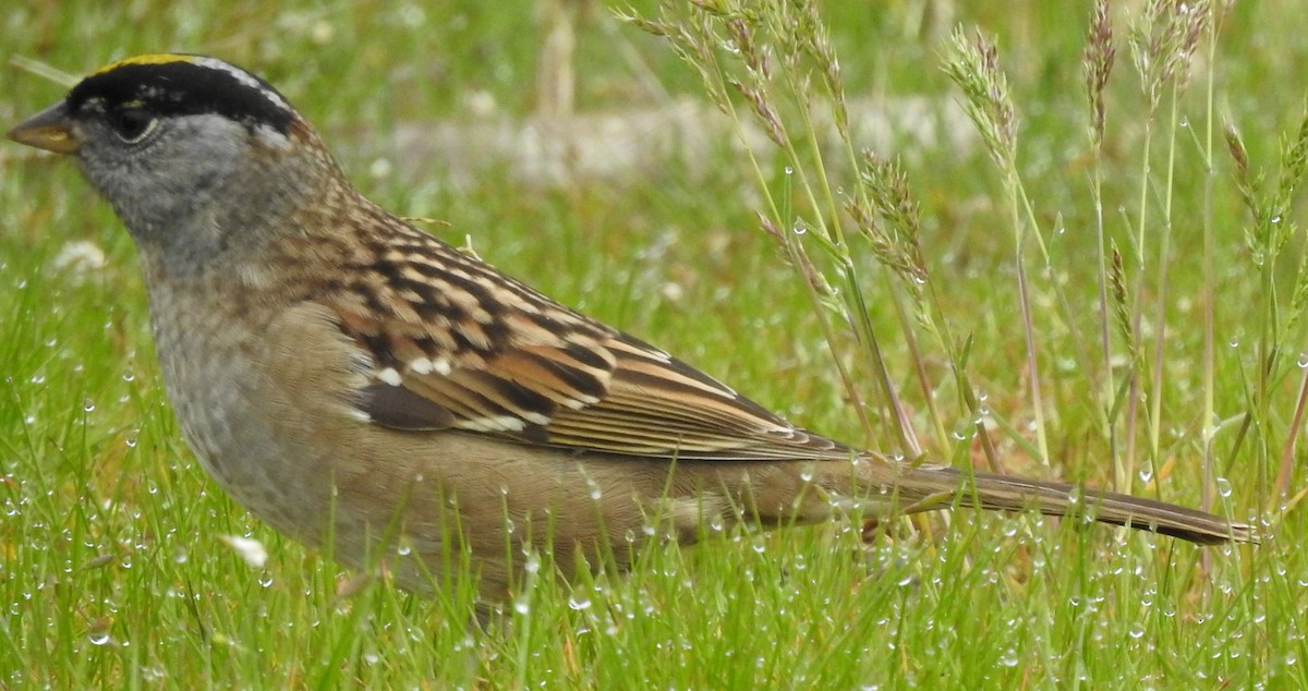 Bruant à couronne dorée - ML152541321