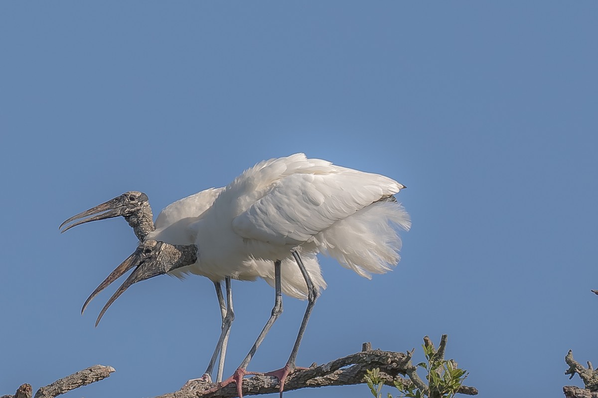 Wood Stork - ML152541501