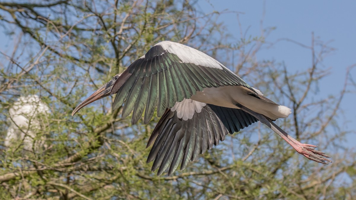 Wood Stork - ML152541651