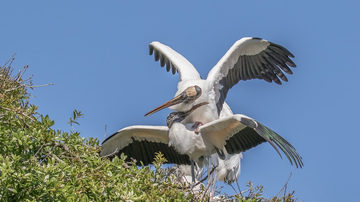 Wood Stork - Chris Dennard