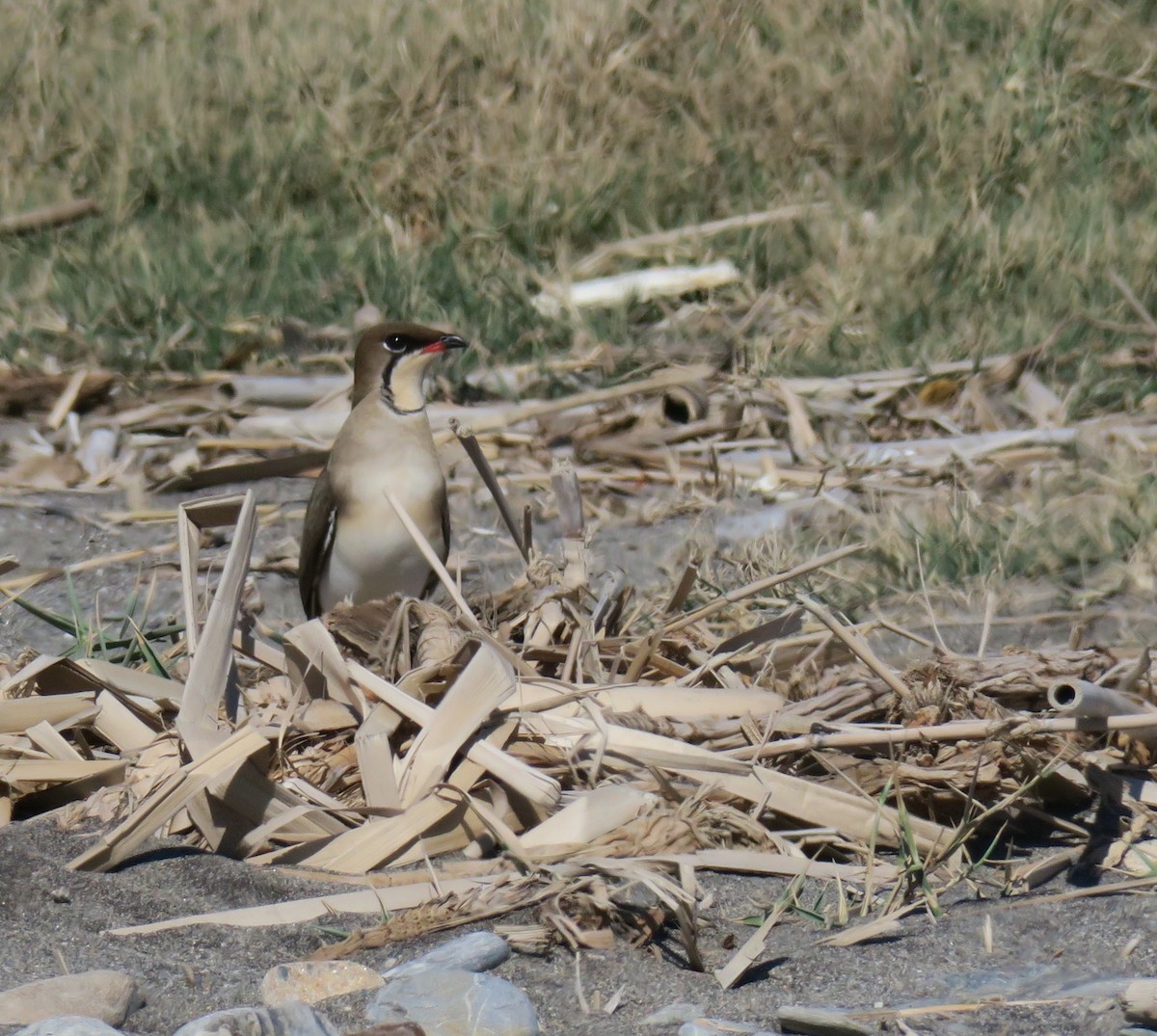 Collared Pratincole - ML152541821