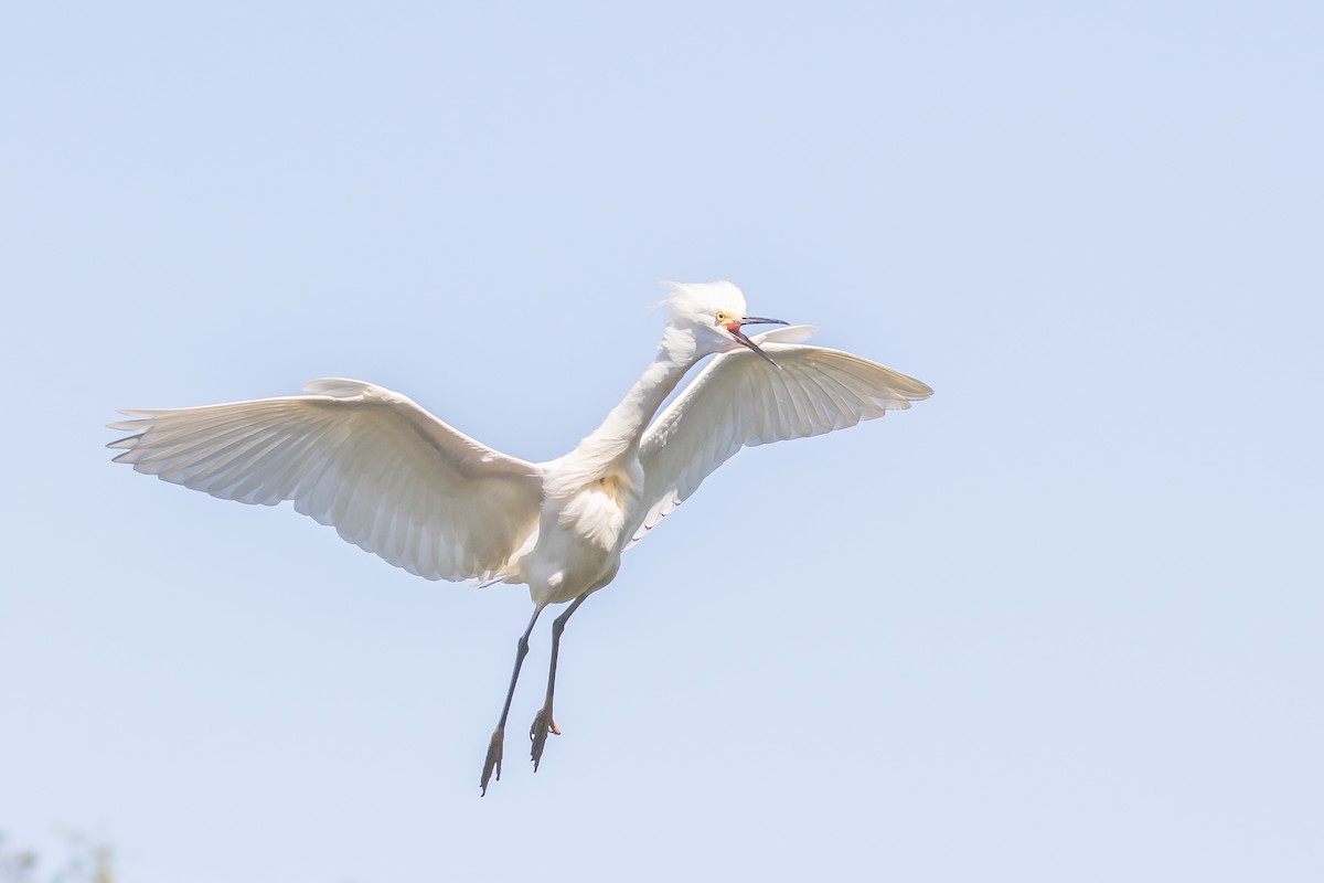 Snowy Egret - ML152541941