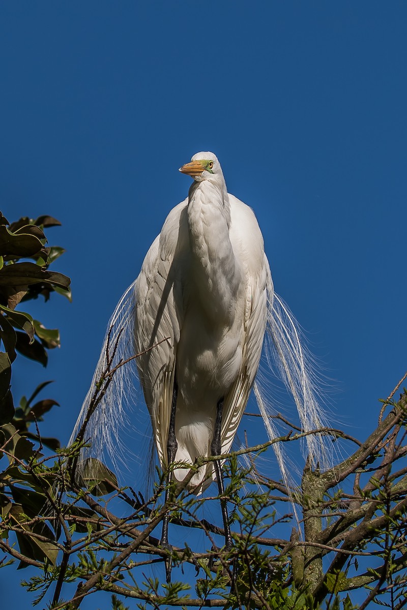 Great Egret - ML152542181