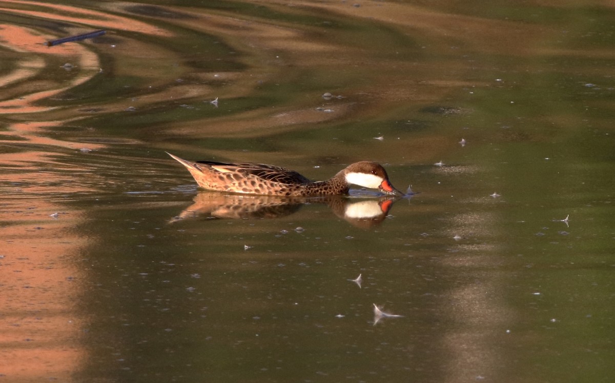 White-cheeked Pintail - Manfred Bienert