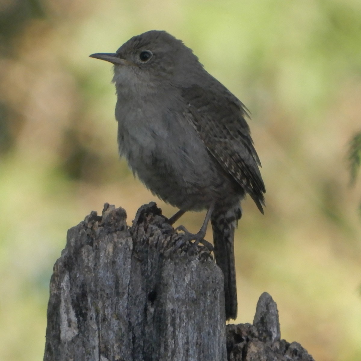 House Wren - Mark Martucci