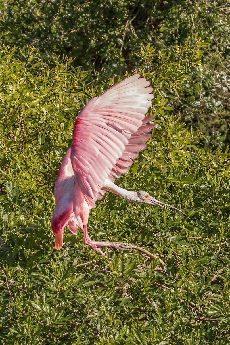 Roseate Spoonbill - ML152542431