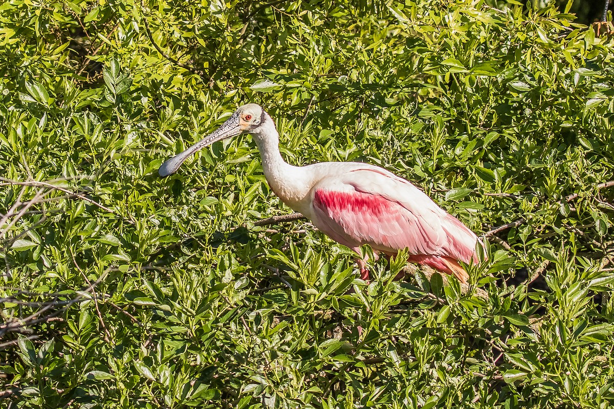 Roseate Spoonbill - ML152542521