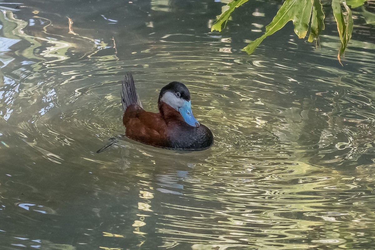 Ruddy Duck - ML152542671