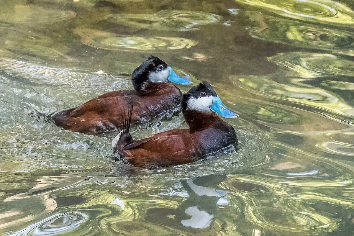 Ruddy Duck - ML152542751