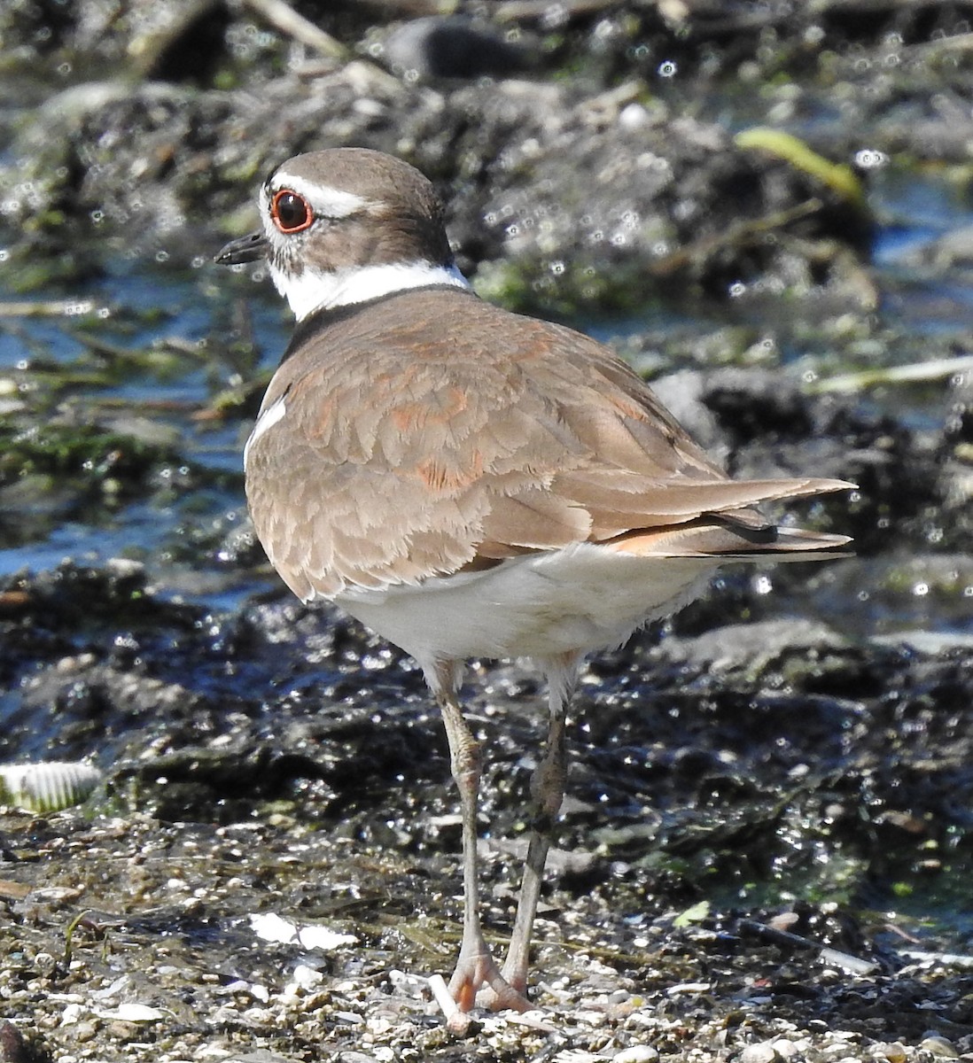 Killdeer - Holly Becker