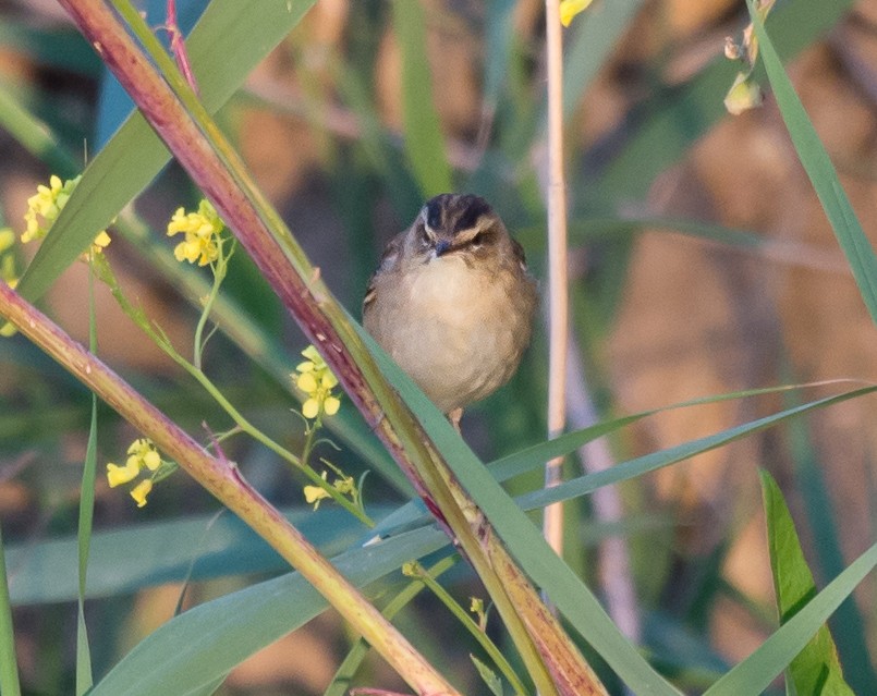 Sedge Warbler - ML152543431