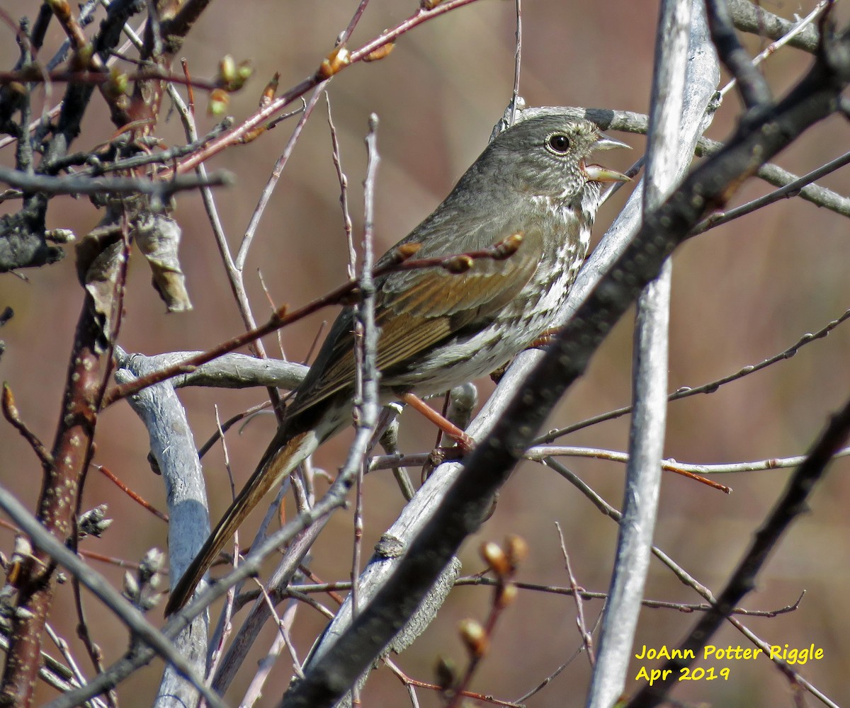 Fox Sparrow - JoAnn Potter Riggle 🦤