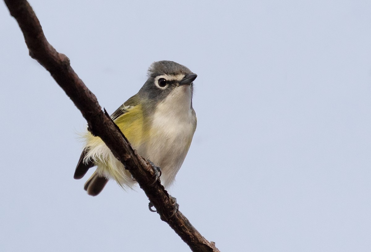 Graukopfvireo - ML152544171