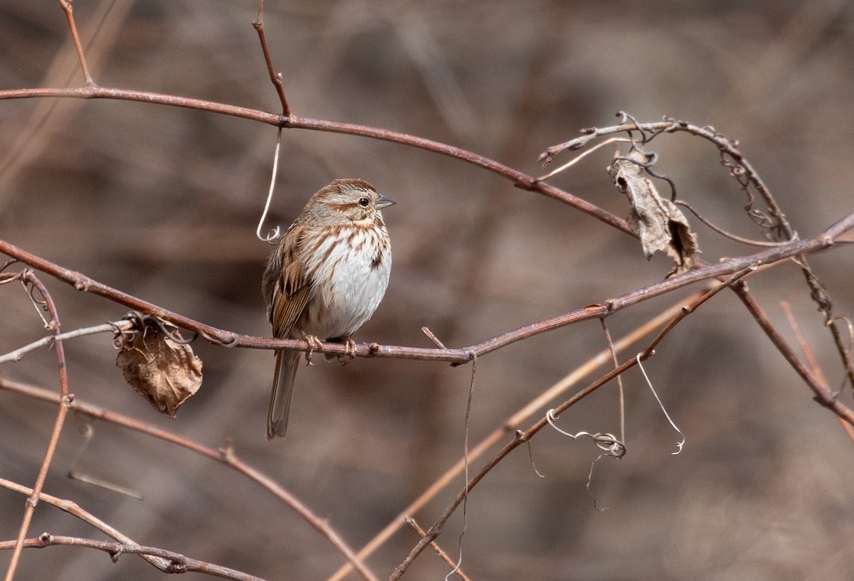 Song Sparrow - ML152544231