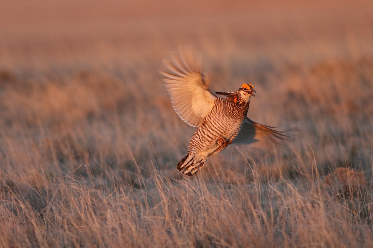 Prärie- x Oklahomapräriehuhn (Hybrid) - ML152544241