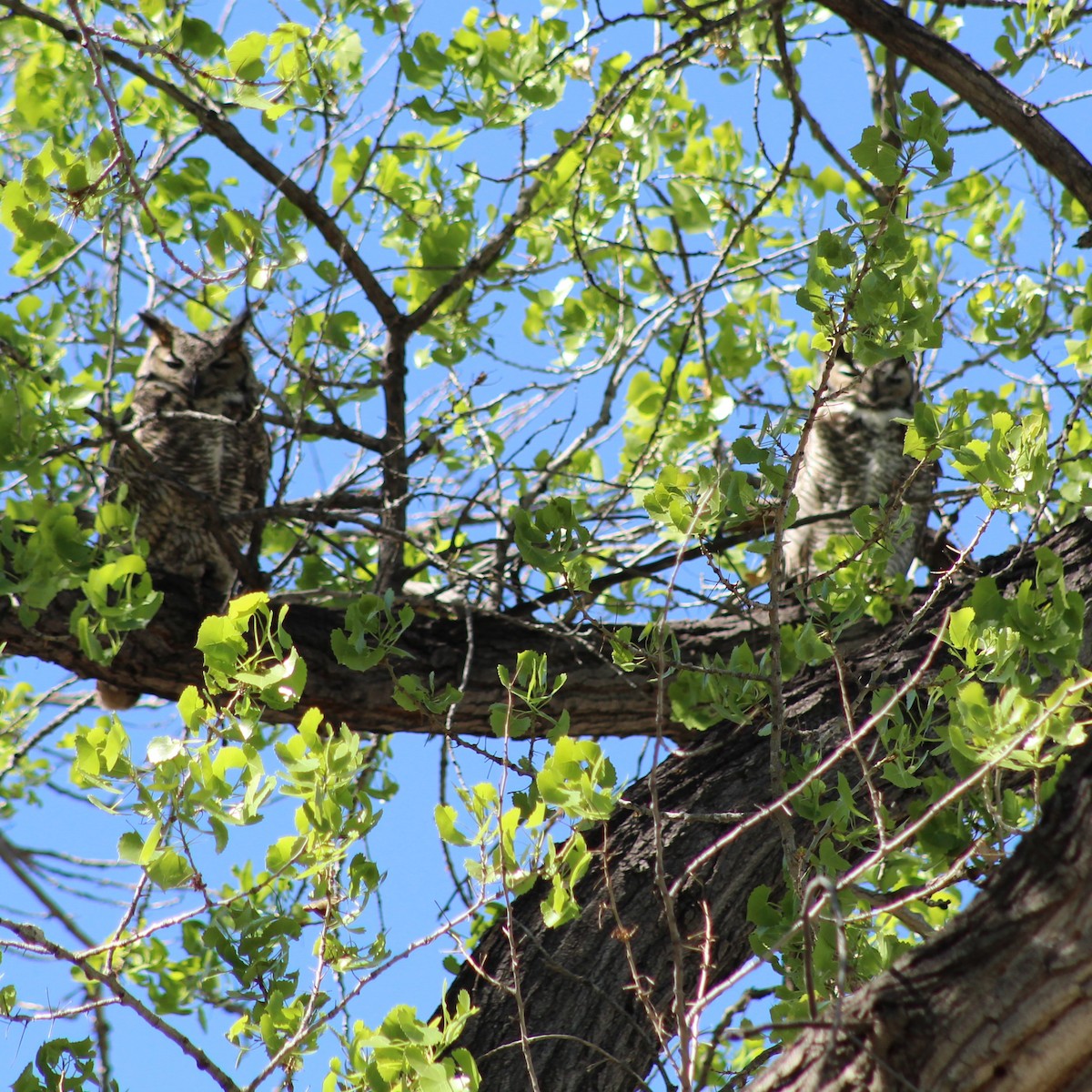 Great Horned Owl - ML152544381