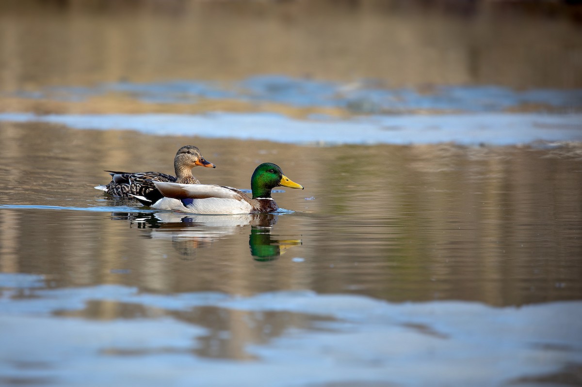 Canard colvert - ML152544521