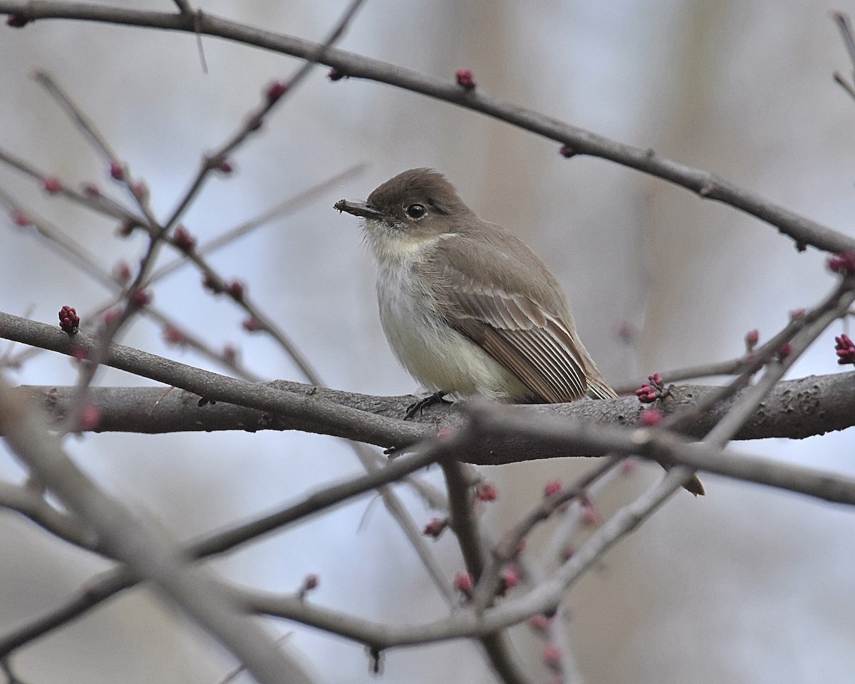 Eastern Phoebe - ML152545281