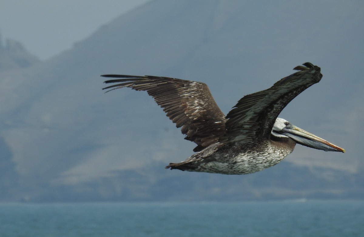 pelikán chilský - ML152546501