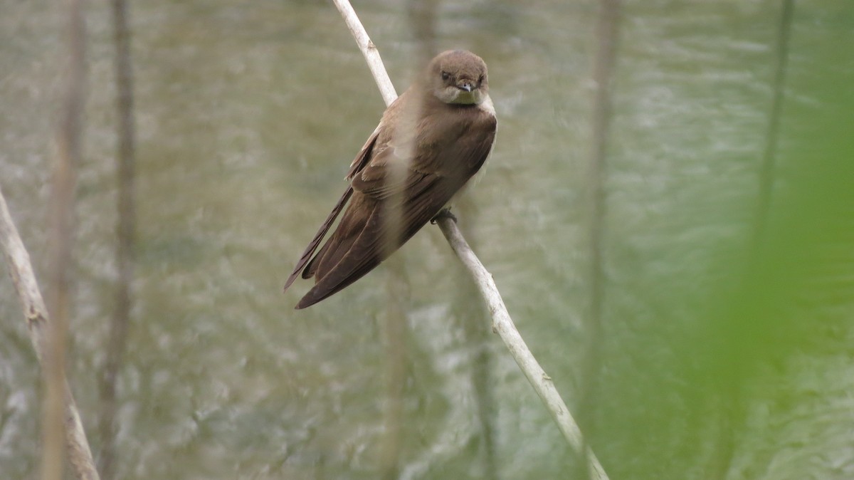 Golondrina Aserrada - ML152546871