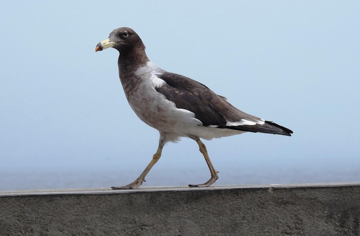 Belcher's Gull - Jon Iratzagorria Garay