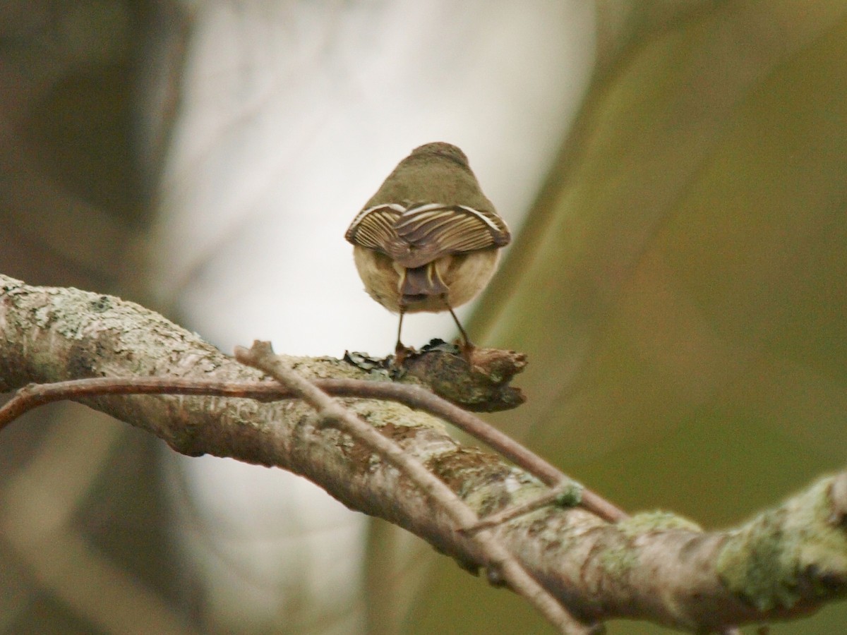 Ruby-crowned Kinglet - ML152547311