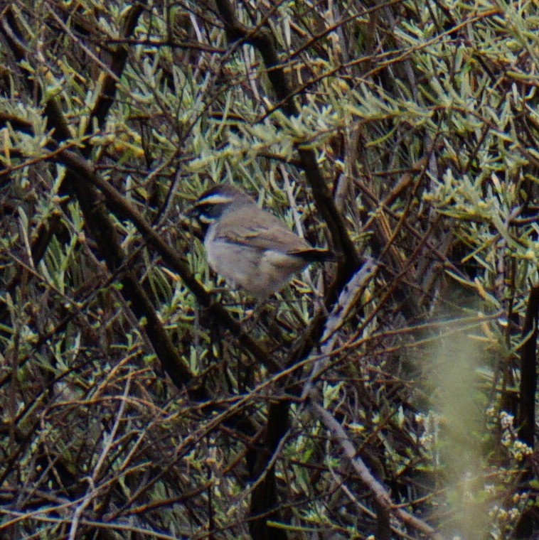 Black-throated Sparrow - ML152548311