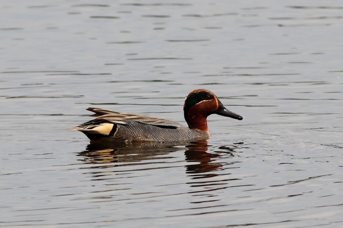 Green-winged Teal - ML152549121