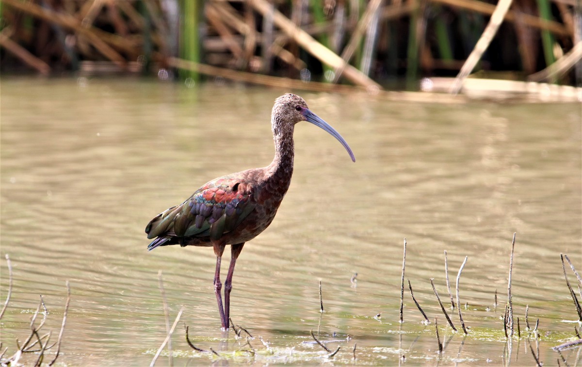 ibis americký - ML152549961